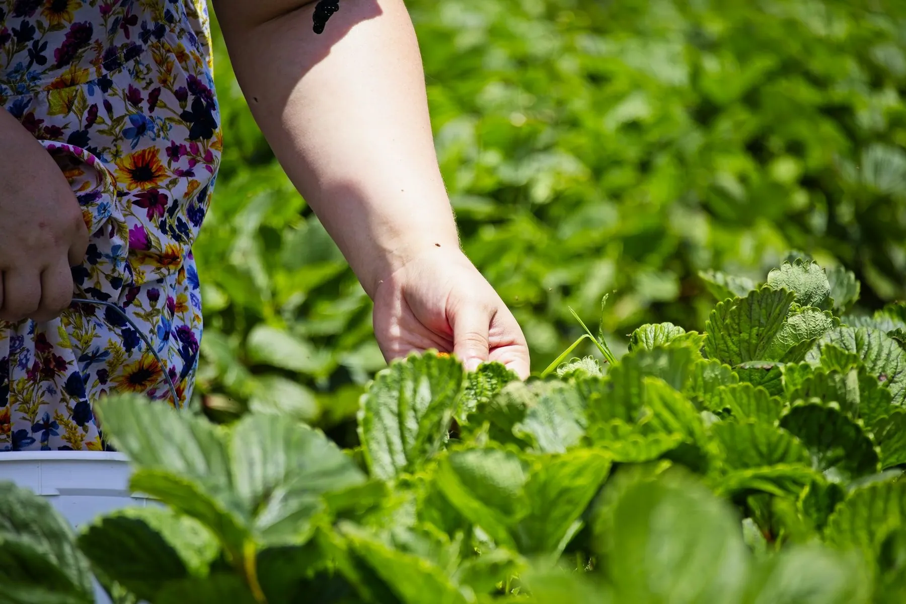 A woman picks strawberries in the field.