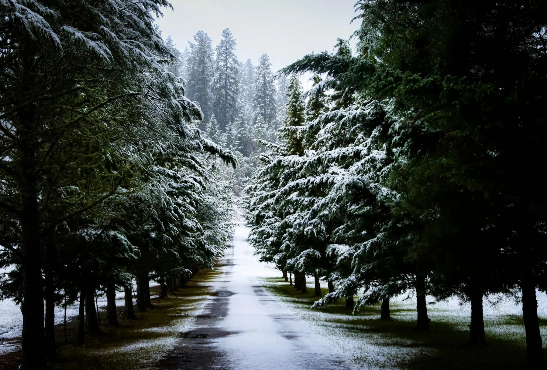 The Driveway in Winter